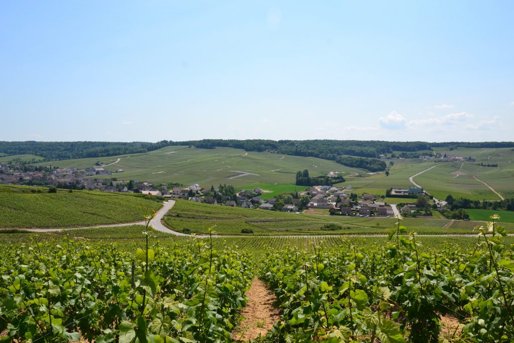 Vignes de champagne, à proximité d'Epernay, Terroir des champagnes Tissier