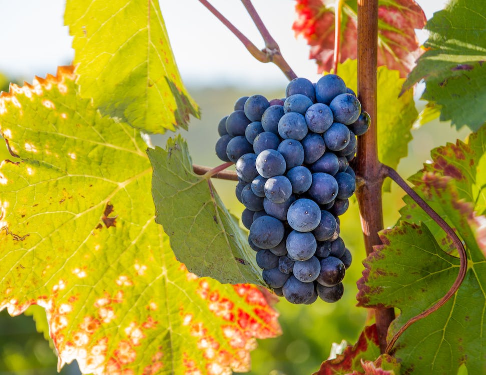 cépage Pinot noir, Champagne Tissier