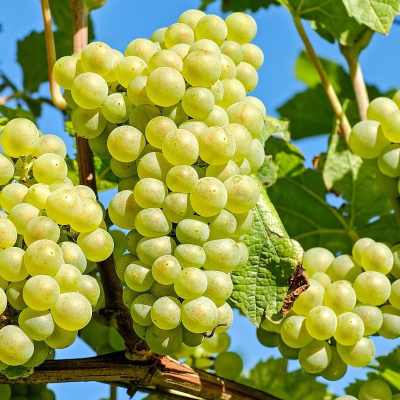 Cépage Chardonnay - Champagne Jérôme Tissier & Fils